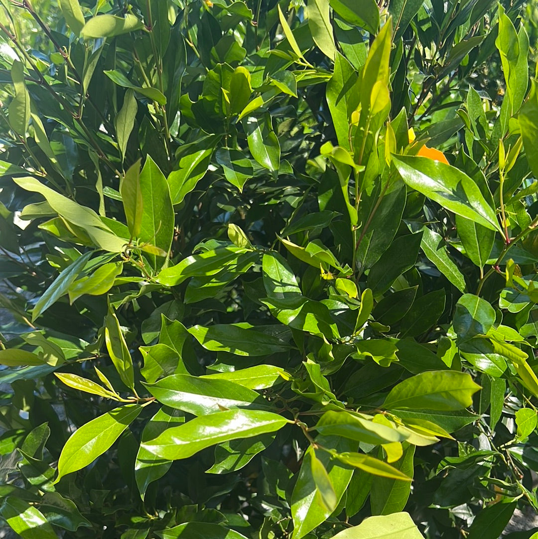 Compacta Cherry Laurel 15 Gal