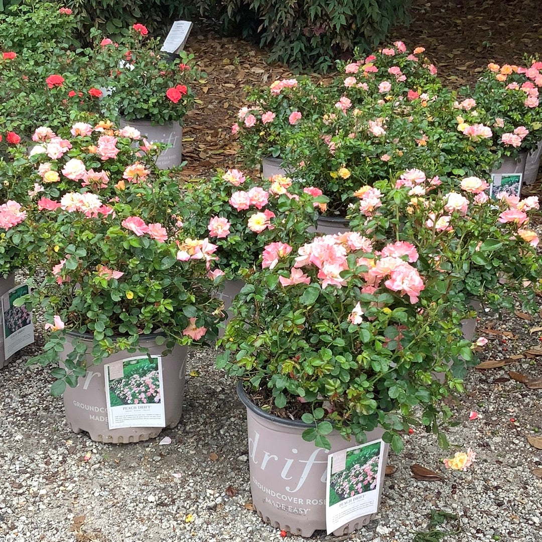 Peach Drift Rose 2&3 Gal