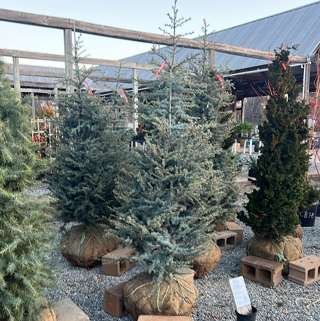 Horstmann Blue Atlas Cedar