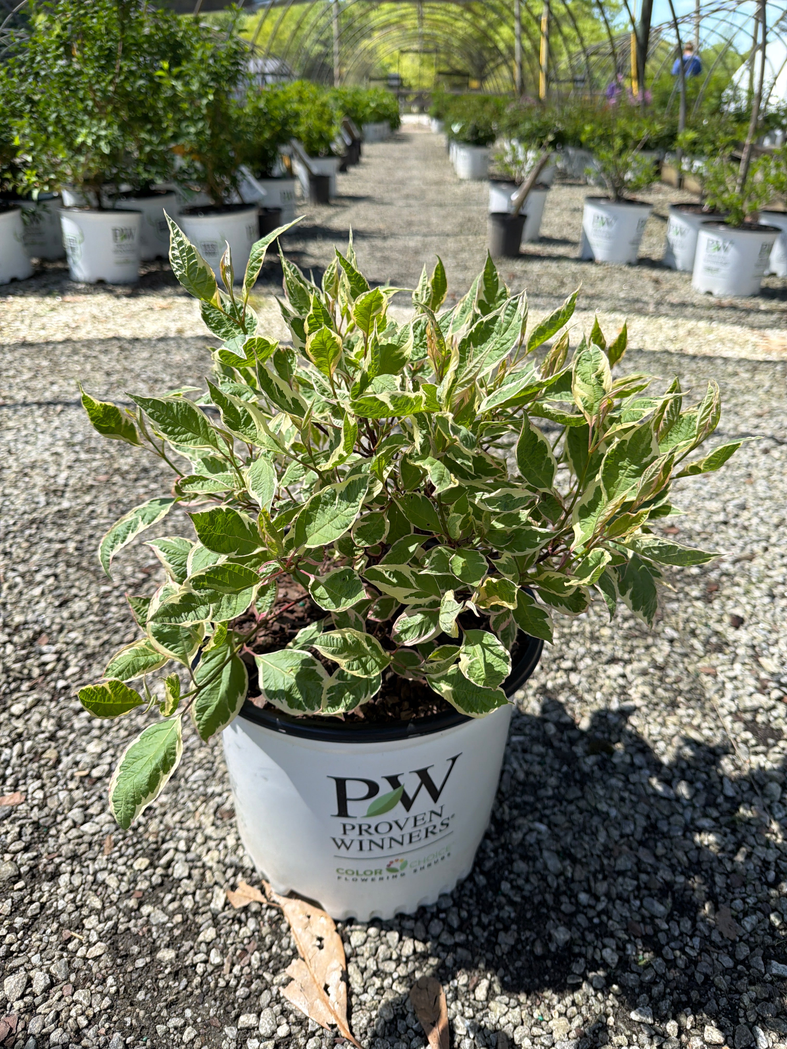 Sgt. Pepper Dogwood