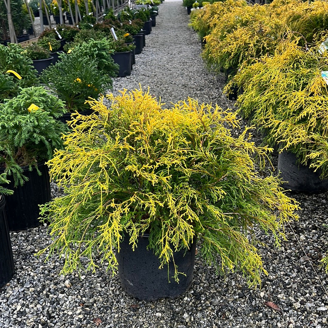 cypress palm plant King's Gold Mop Cypress – Lichtenfelt's