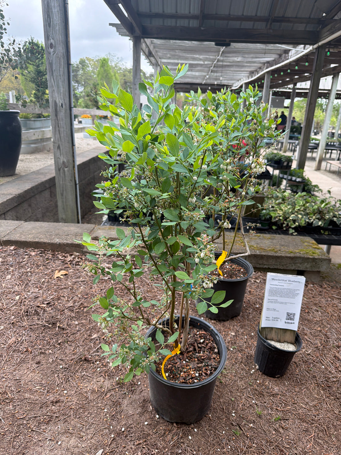 Powder Blue Blueberry