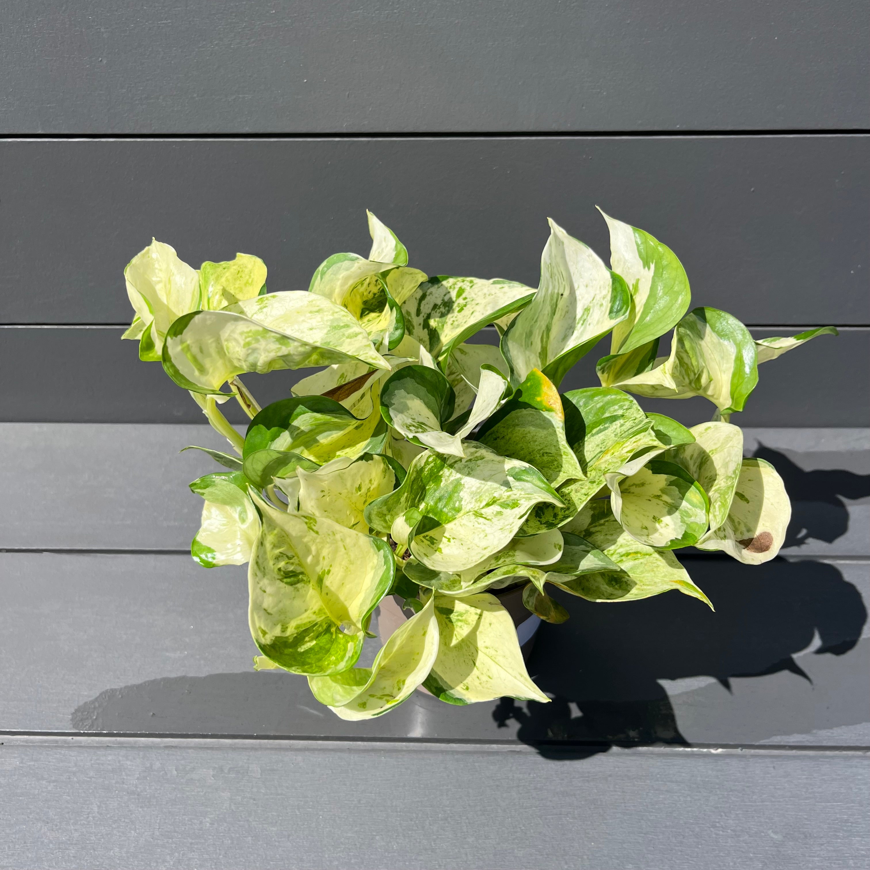 variegated manjula pothos Manjula Pothos – Lichtenfelt's