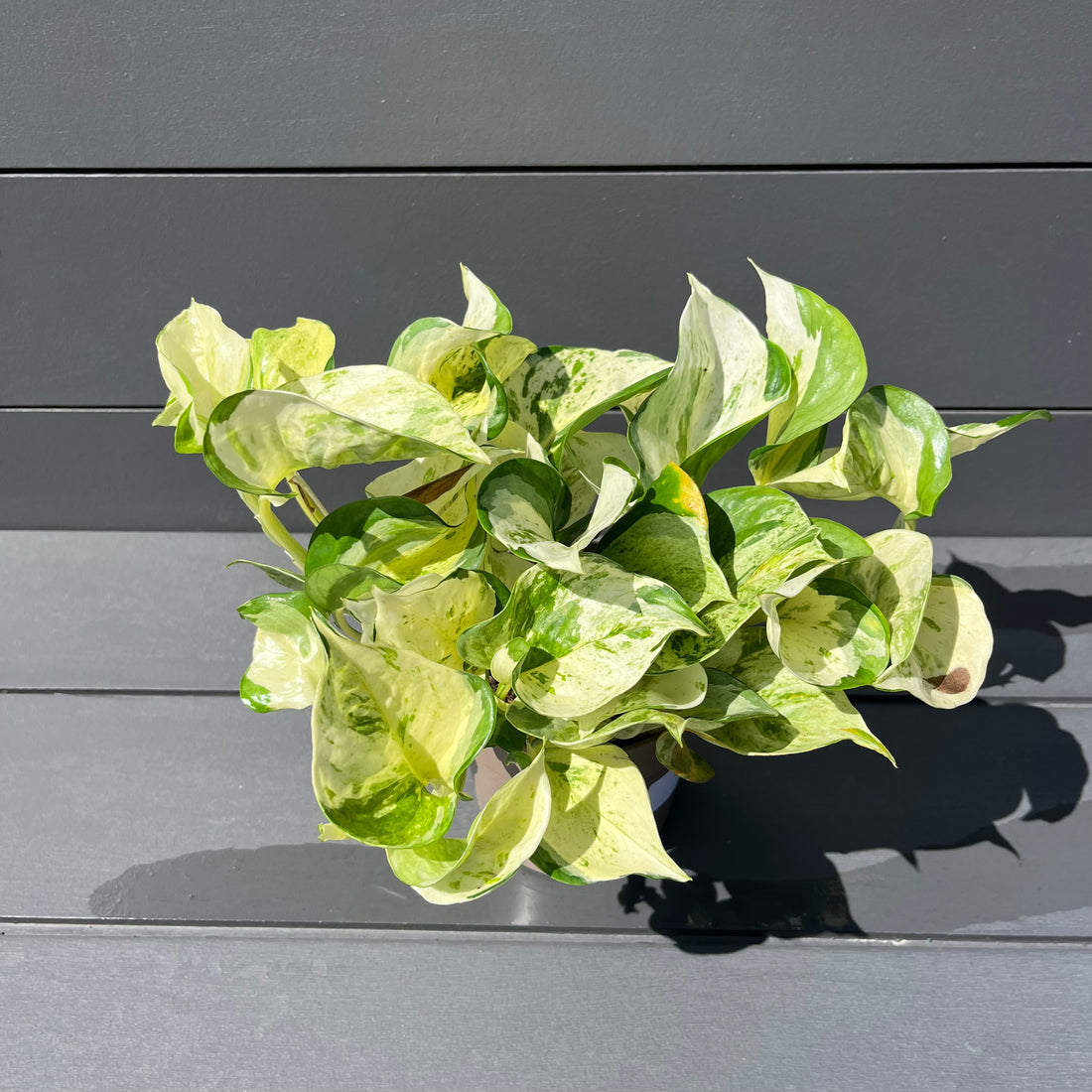Manjula Pothos