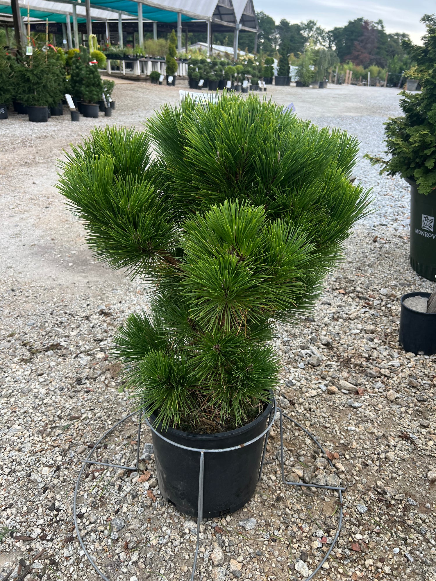 Thunderhead Pine