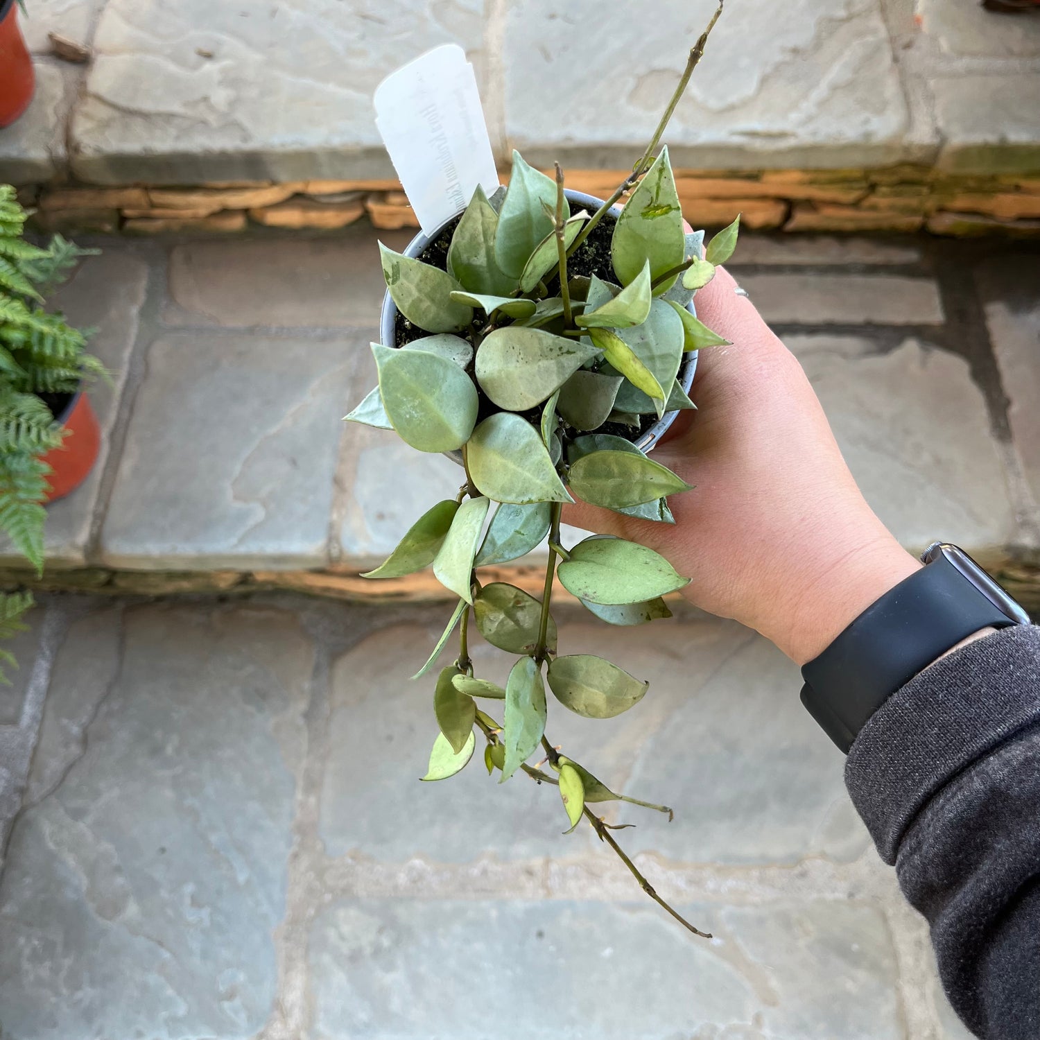 Hoya Krohniana Eskimo