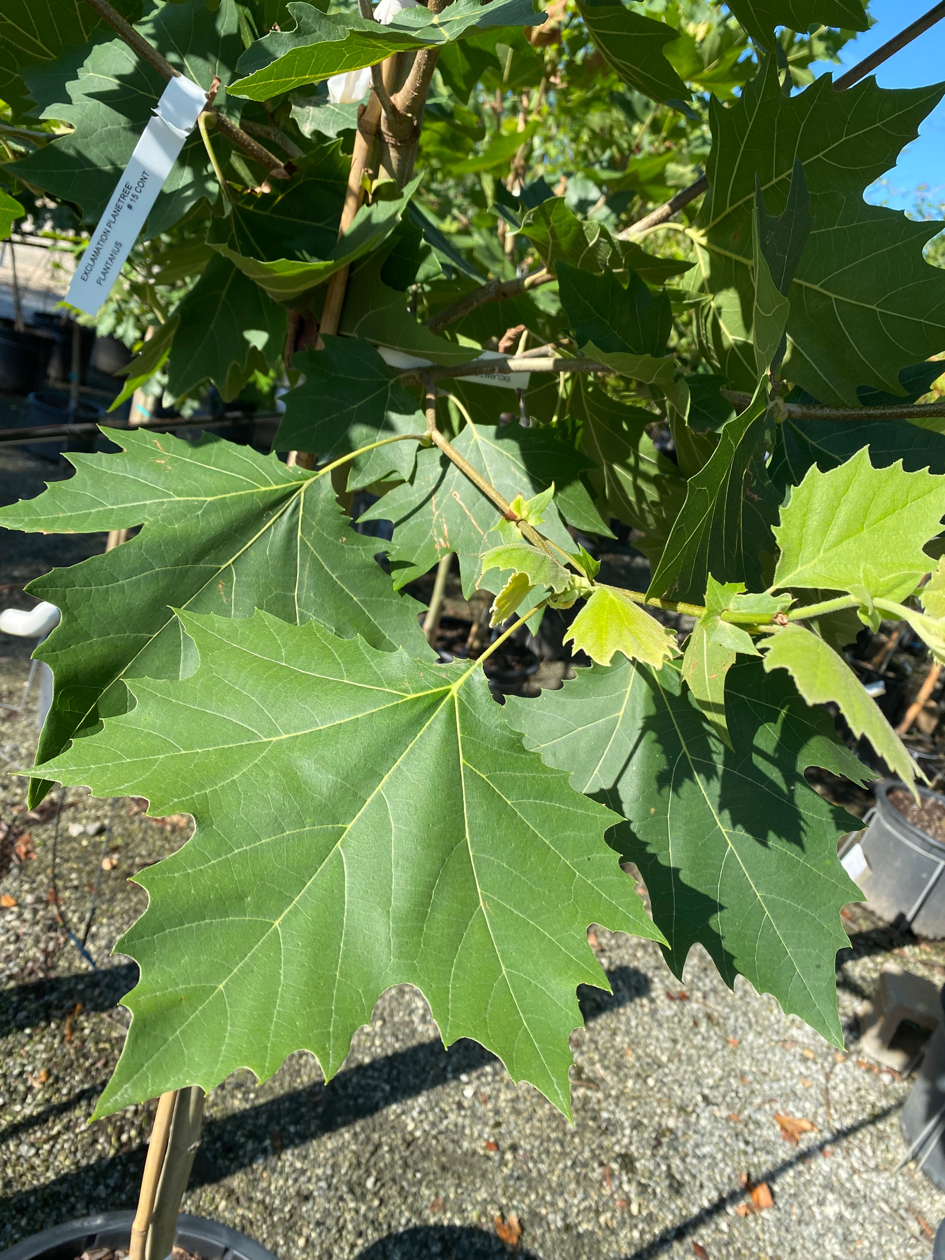 Exclamation Planetree