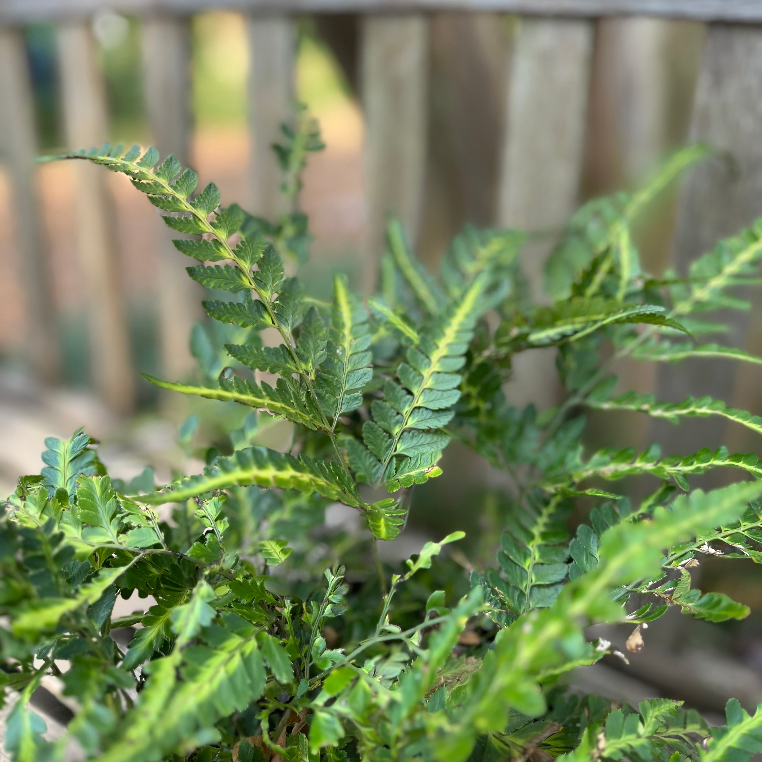 East Indian Holly Fern