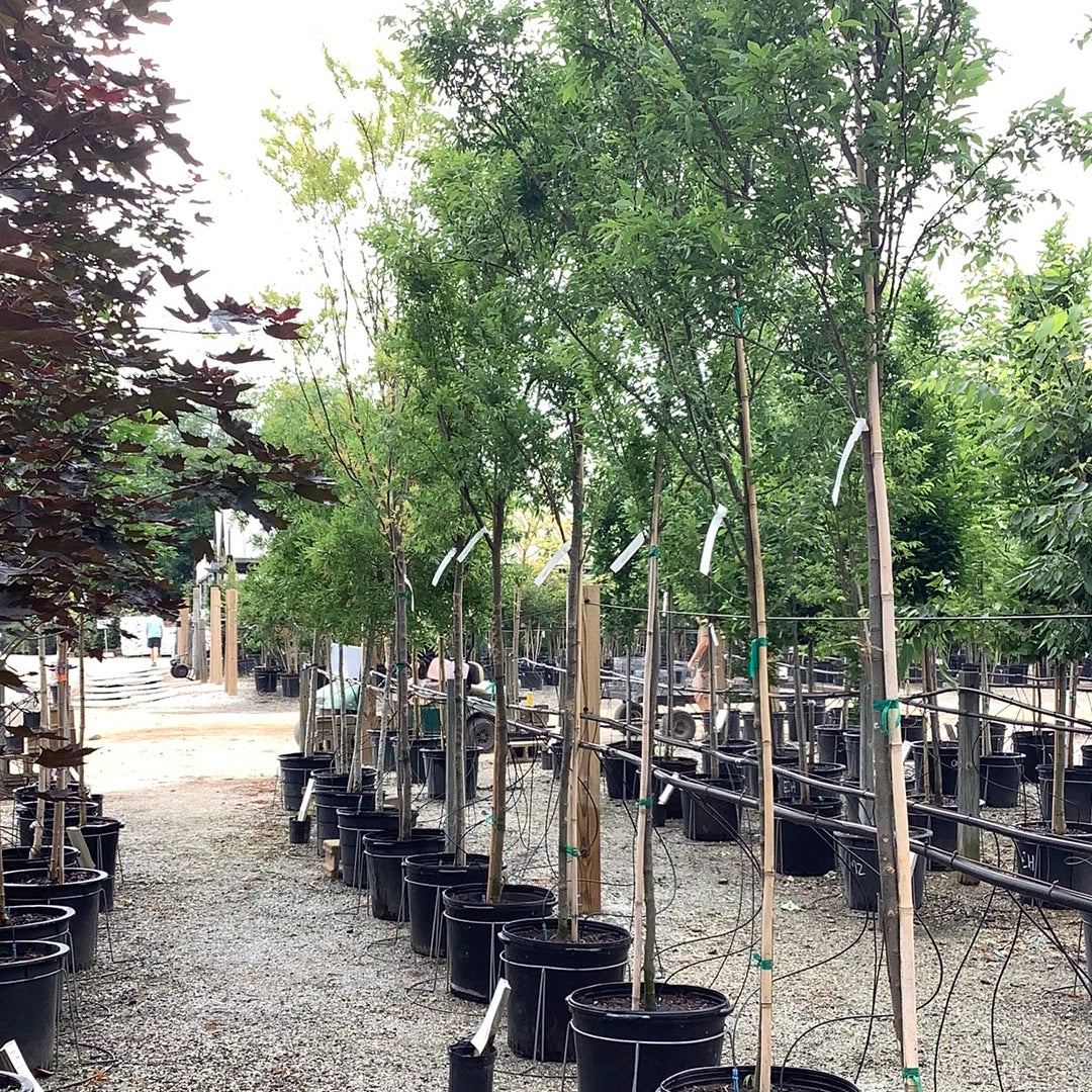 Allee Elm