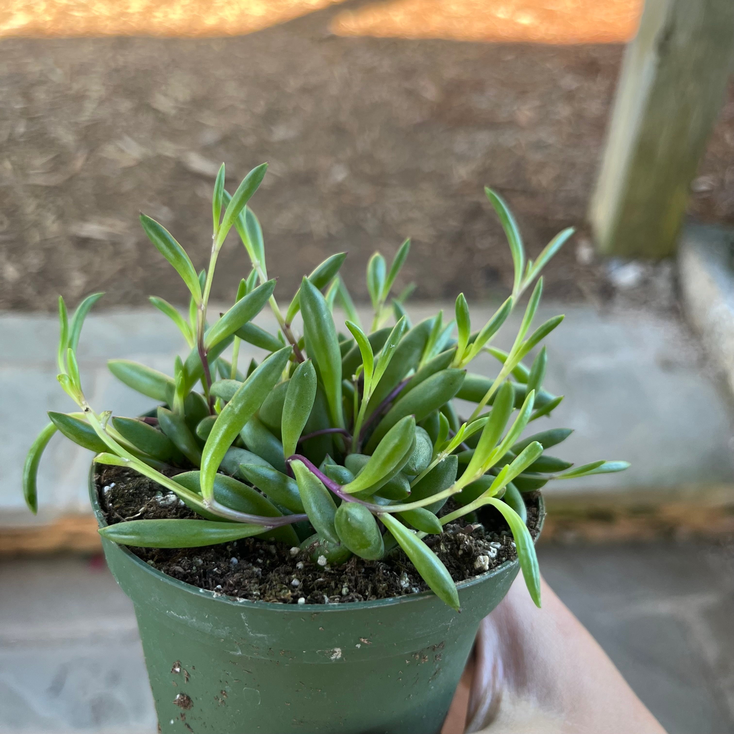 String of Pickles