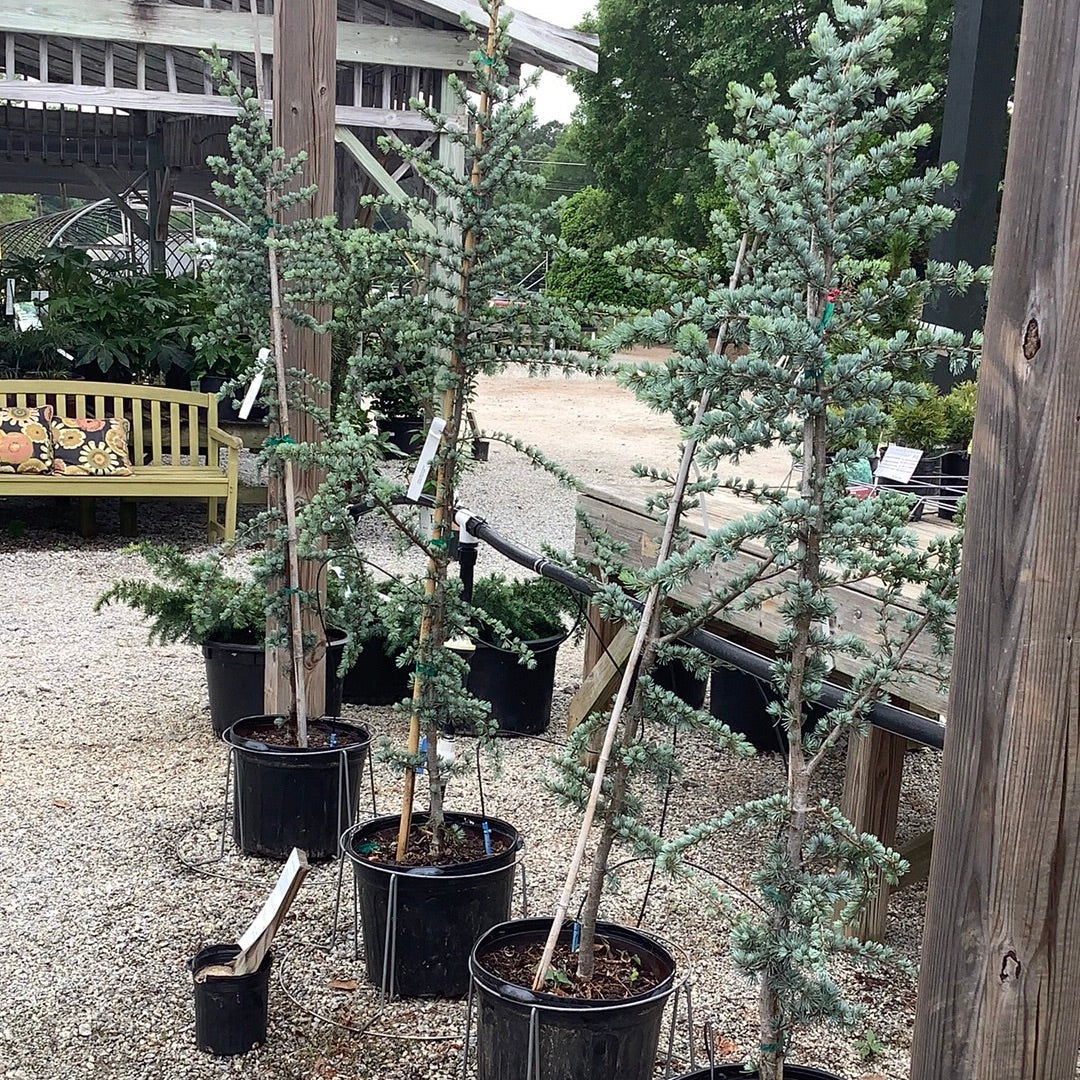 Blue Atlas Cedar