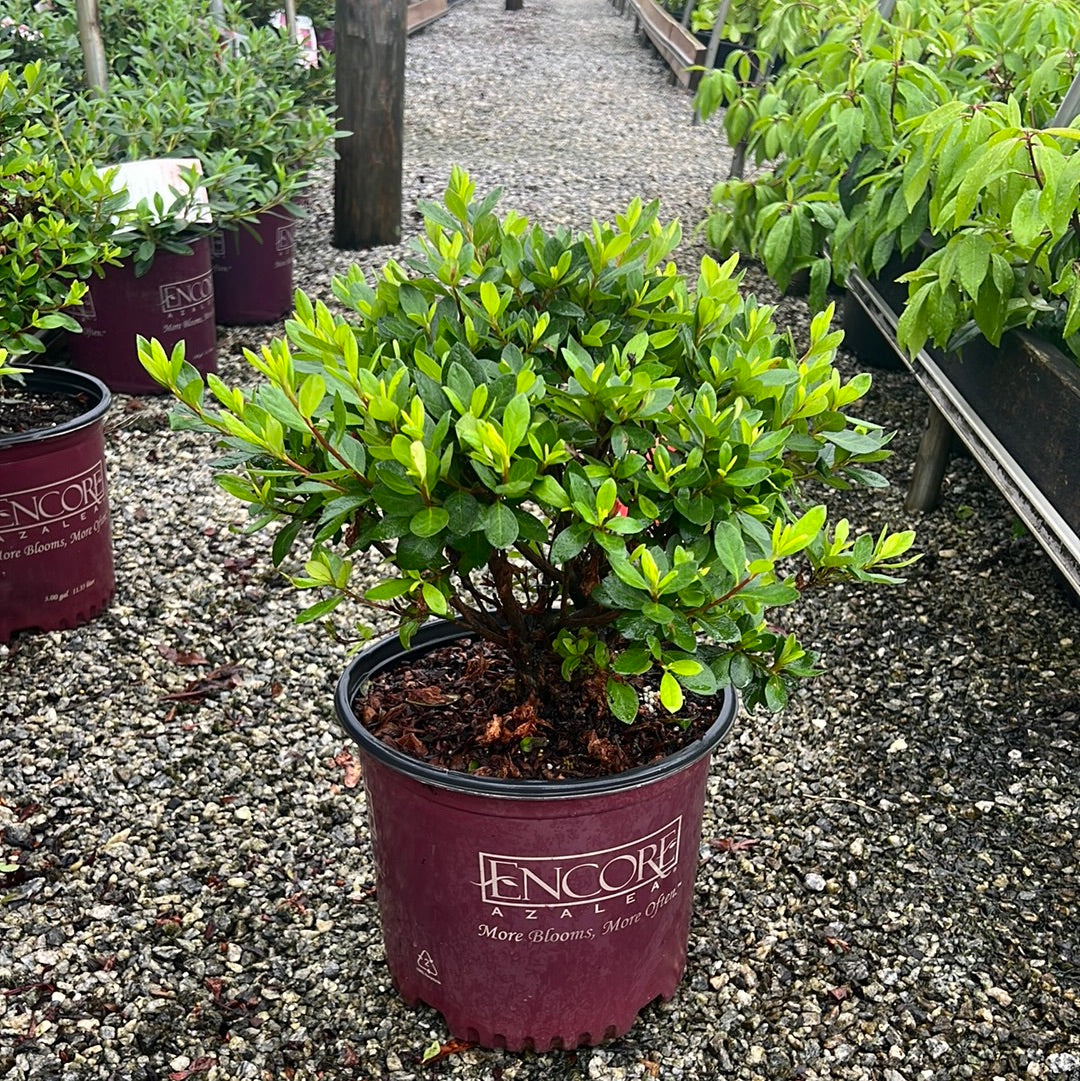 Autumn Bonfire Encore Azalea 2&3 Gal
