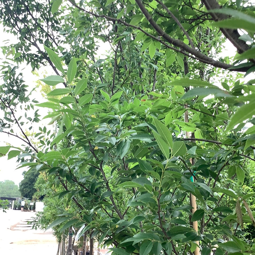 Allee Elm
