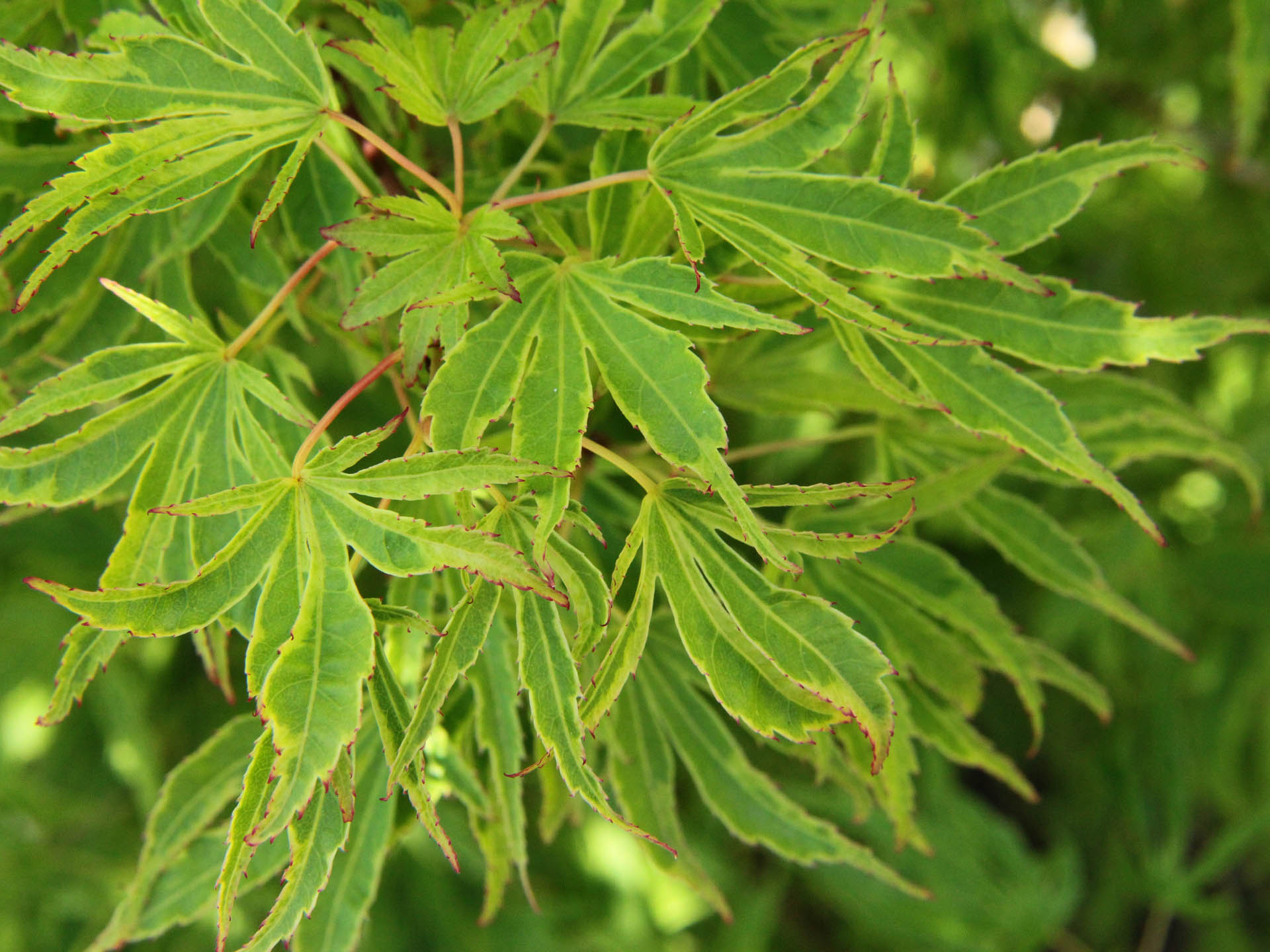 Dr. Seuss Japanese Maple 7 Gal