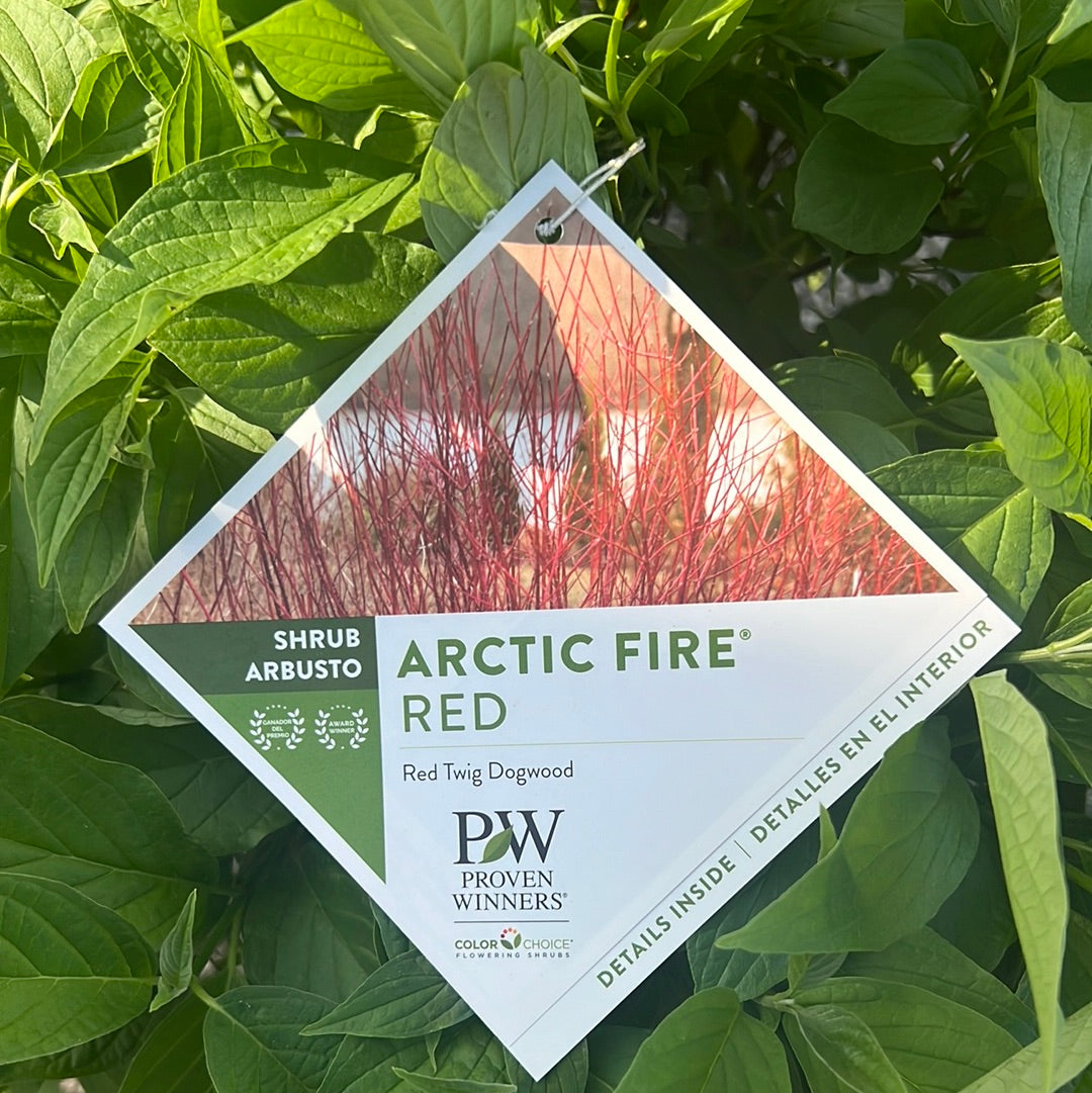 Arctic Fire Red Twig Dogwood 3 Gal