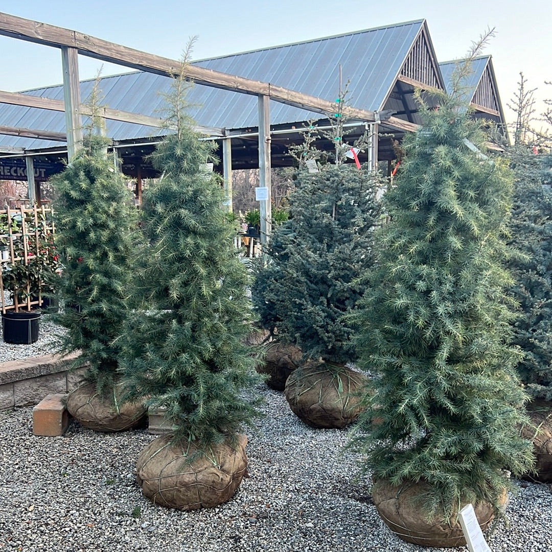 Deep Cove Deodar Cedar