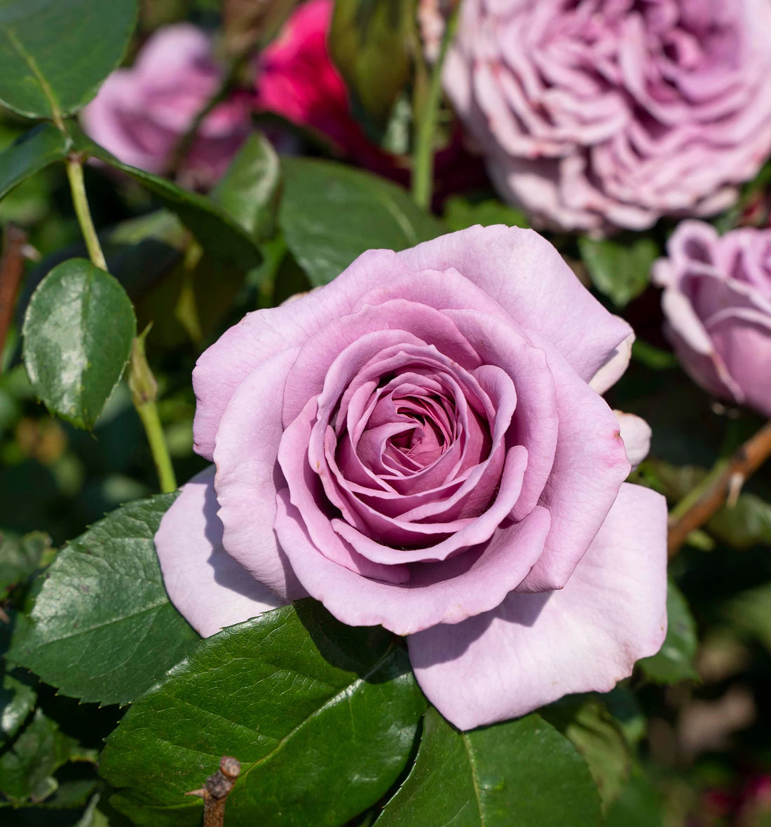 Quicksilver Climbing Rose