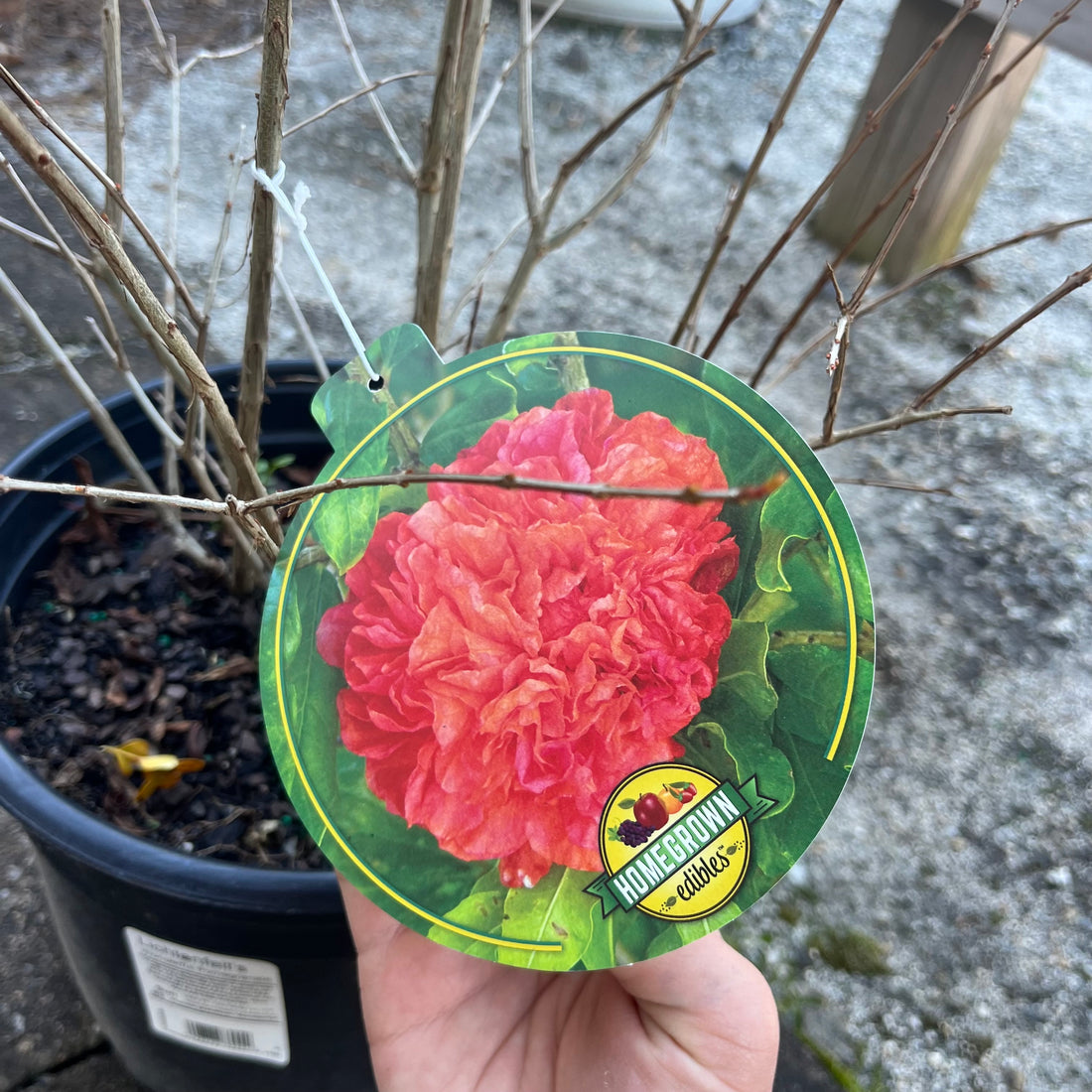 Wonderful Pomegranate