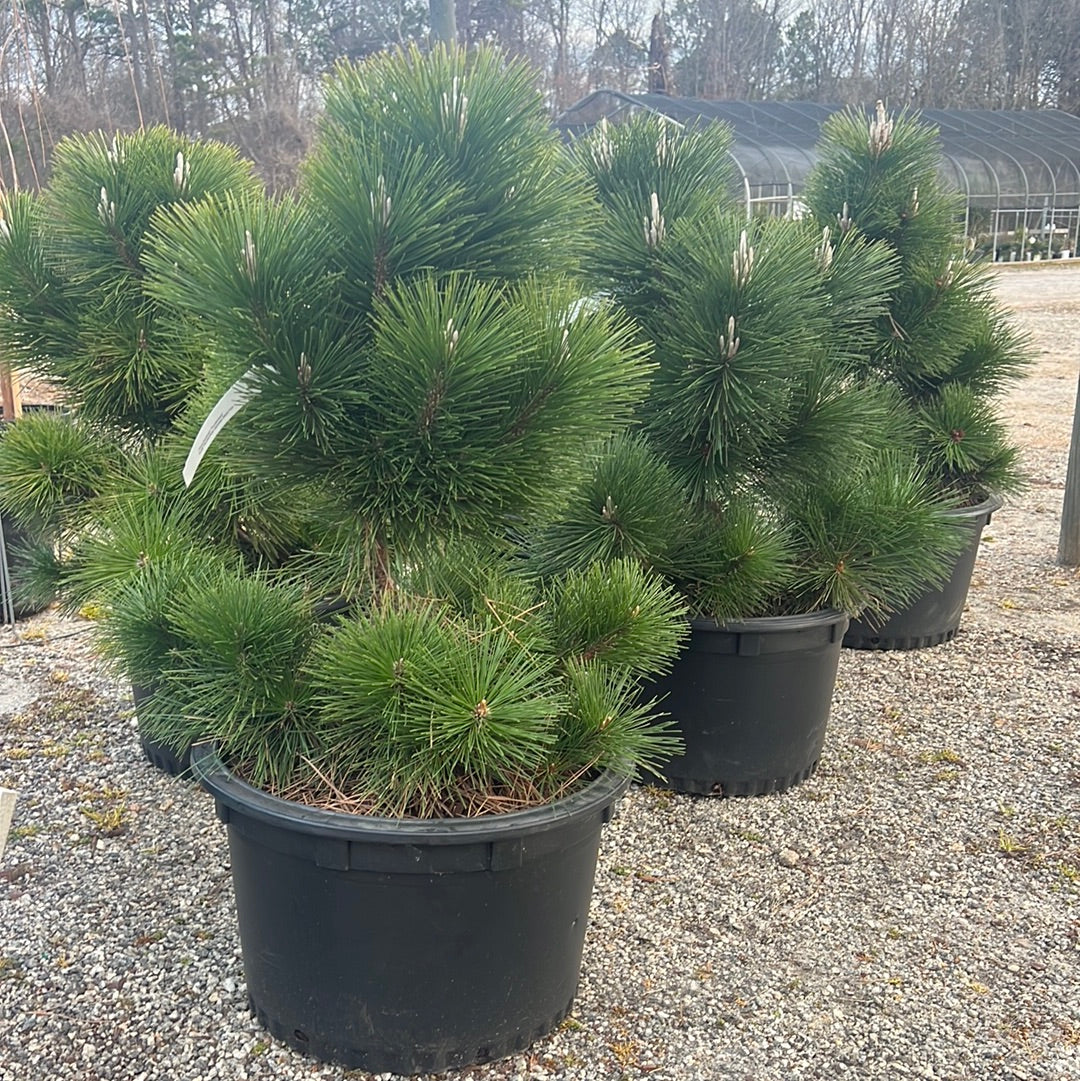 Thunderhead Pine