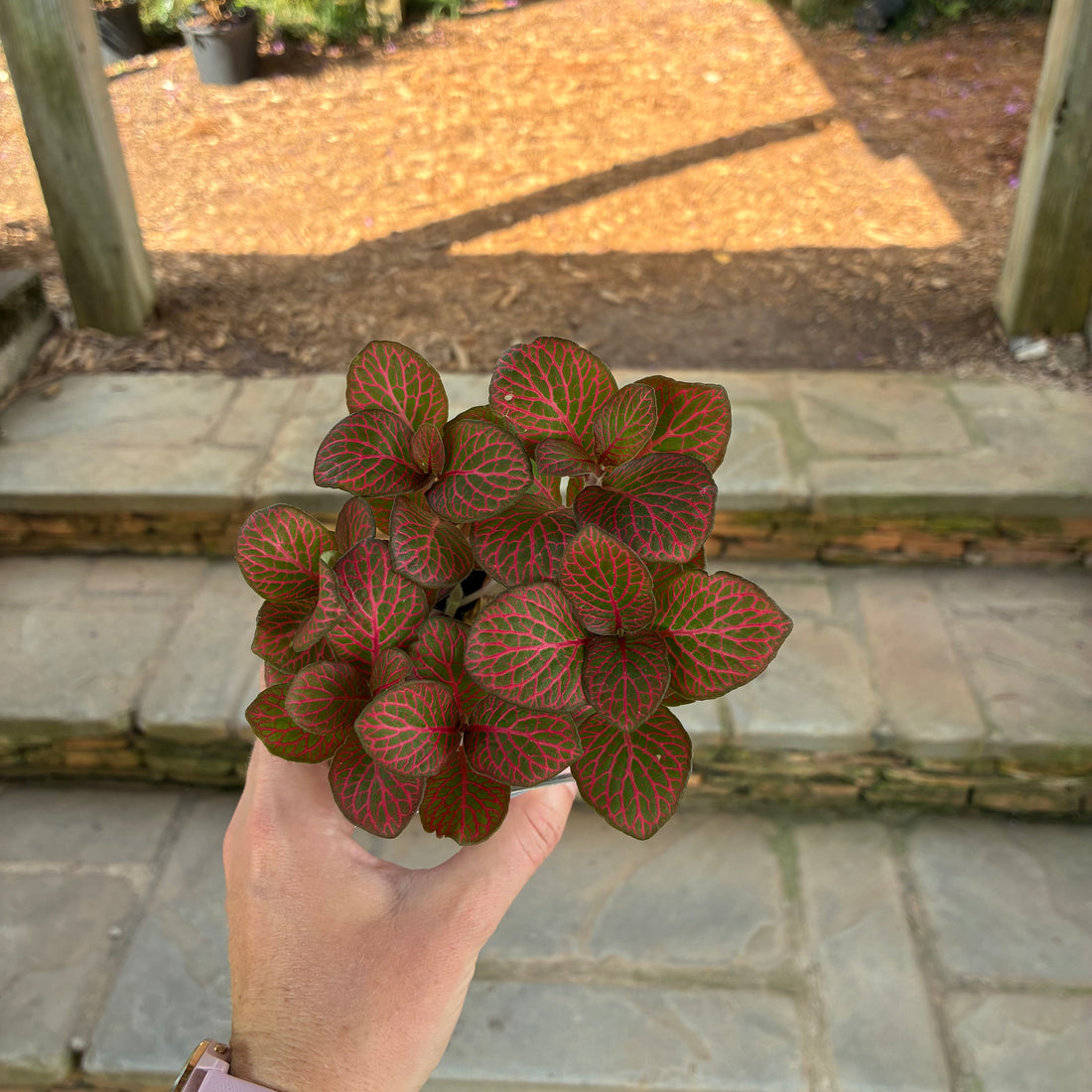 Media Fittonia