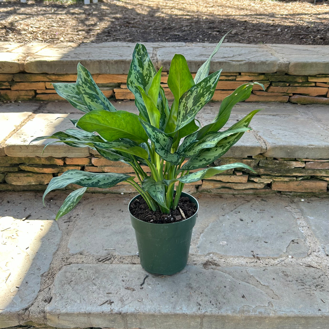 Tigress Aglaonema