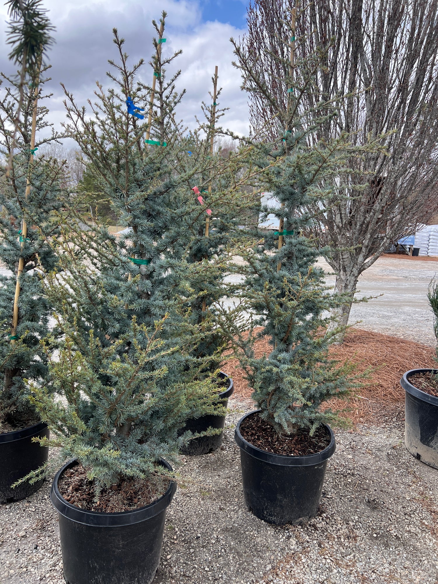 Horstmann Blue Atlas Cedar