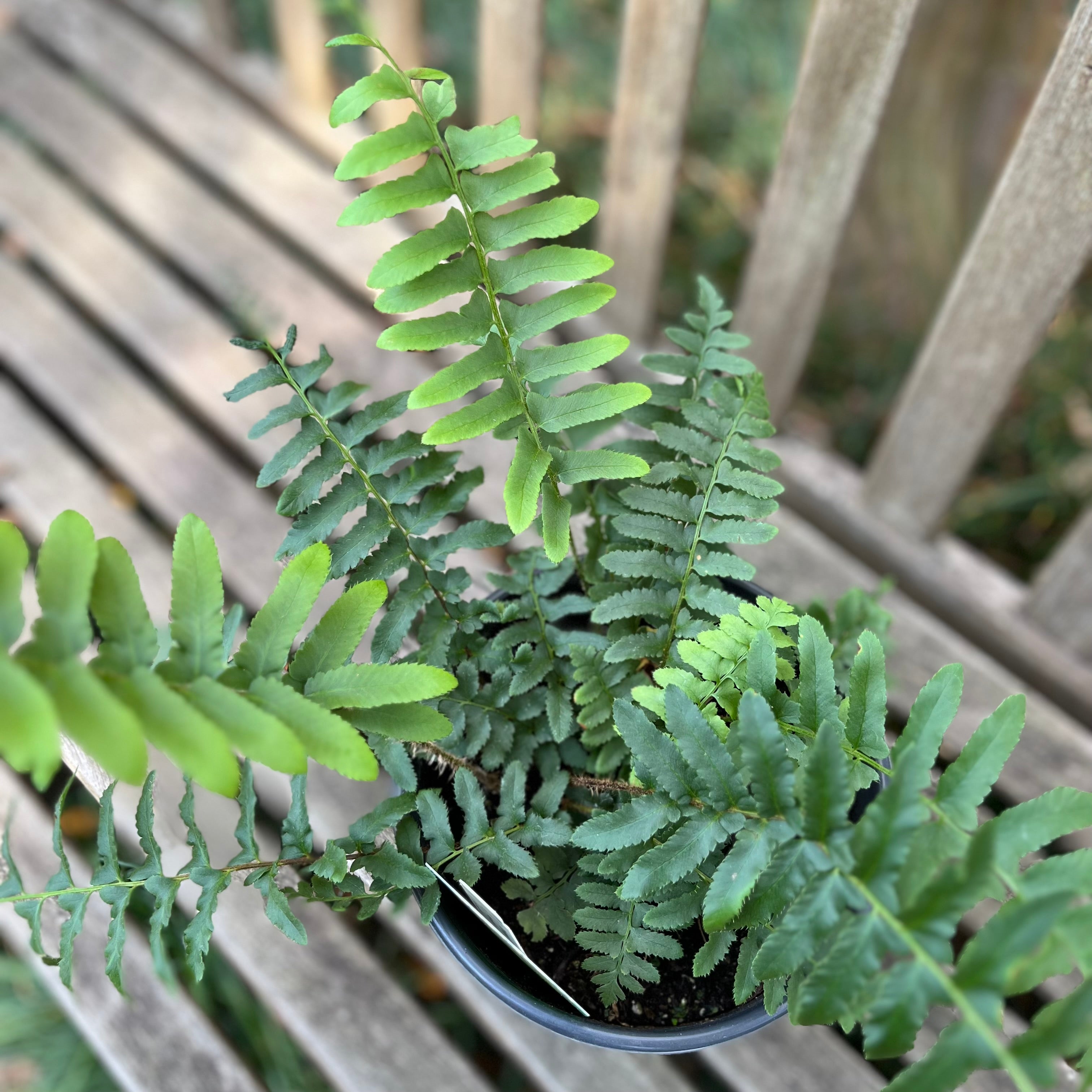 christmas fern indoor plant Christmas Fern – Lichtenfelt's