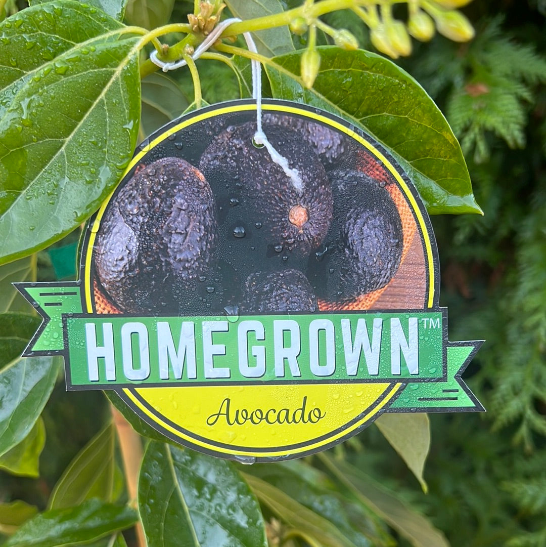 Joey Avocado 5 Gal