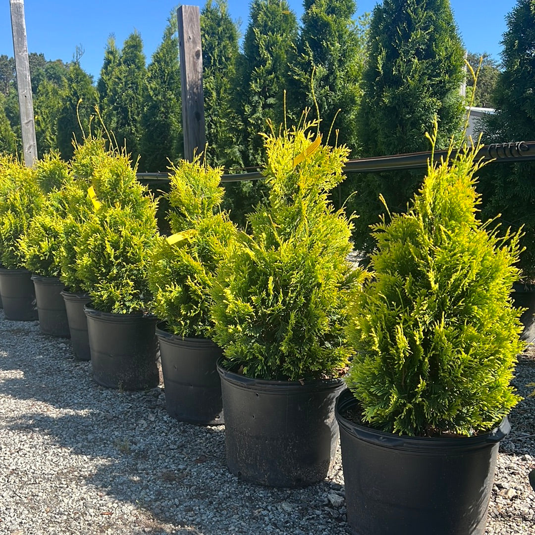Yellow Ribbon Arborvitae 7 Gal