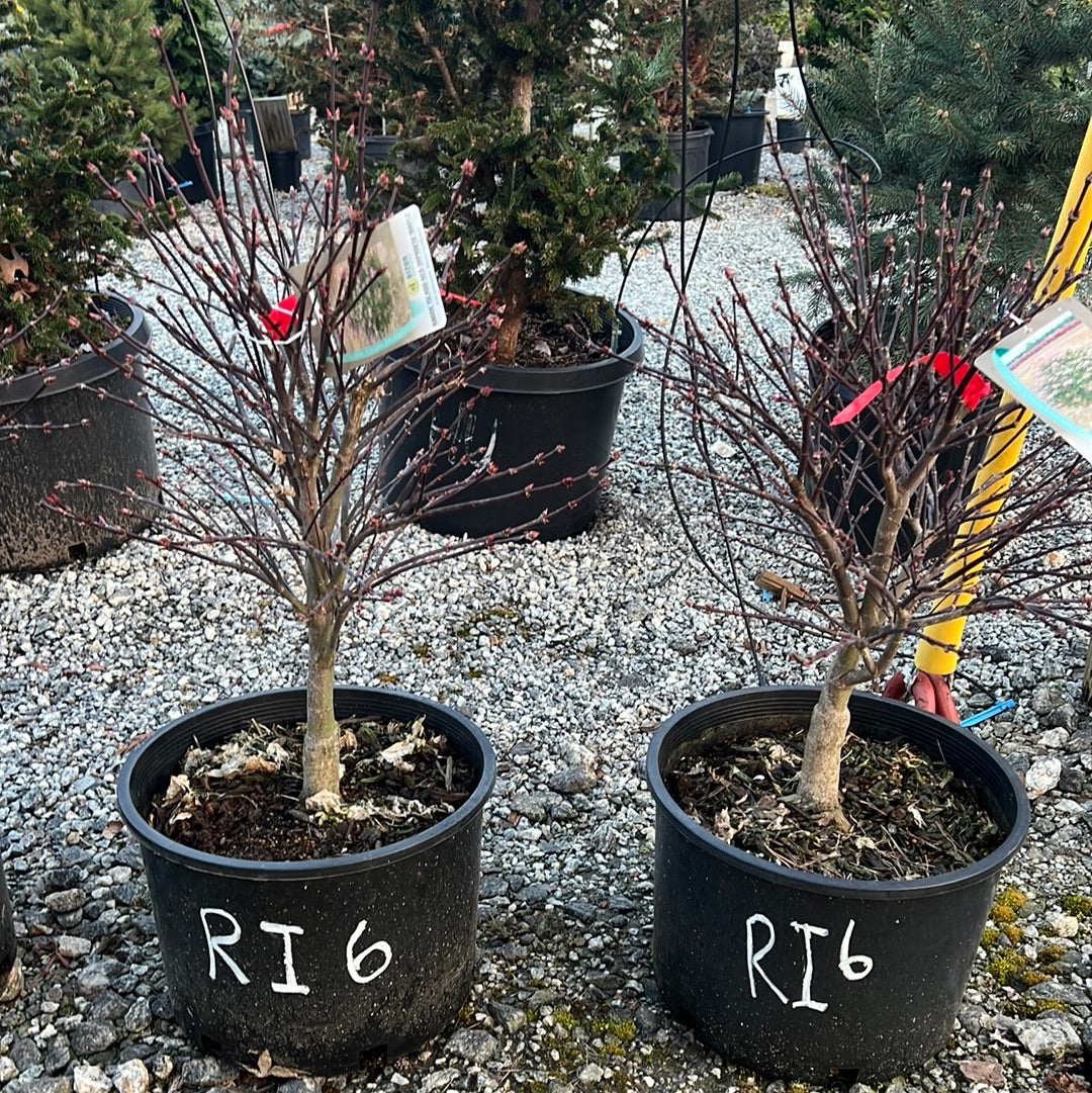 Rhode Island Red Japanese Maple