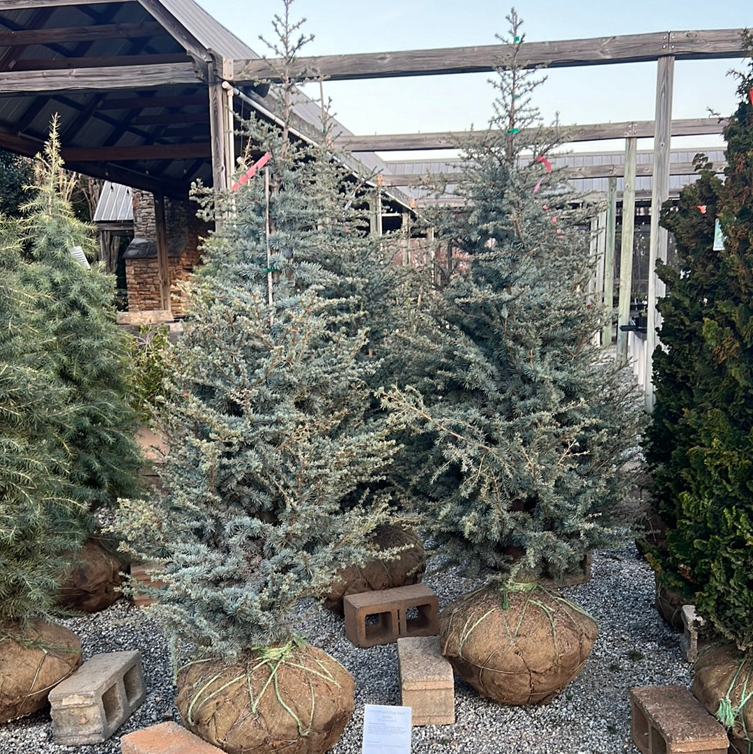 Horstmann Blue Atlas Cedar
