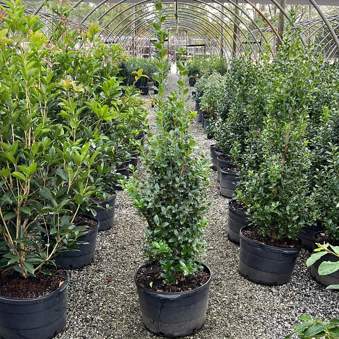 Acadiana Holly