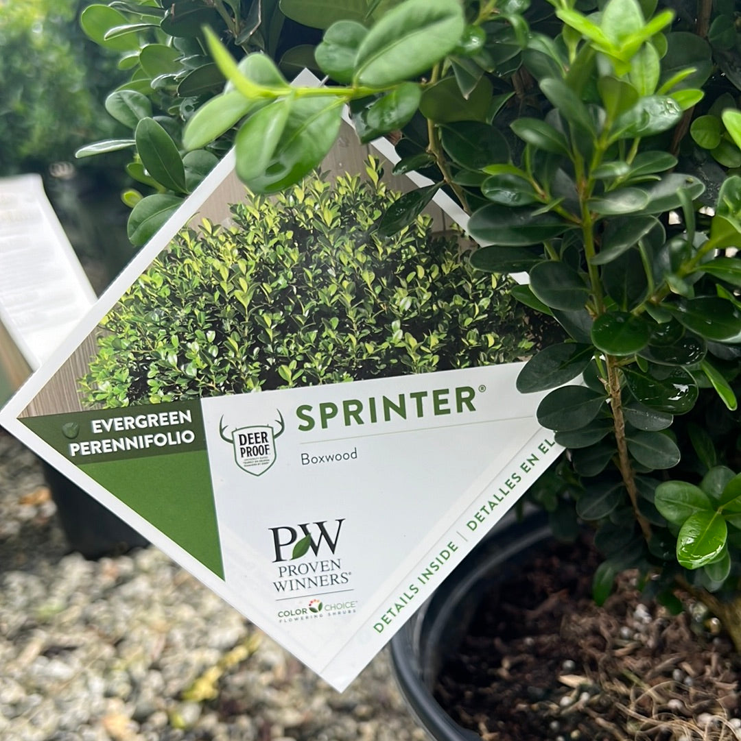 Sprinter Boxwood 3 Gal