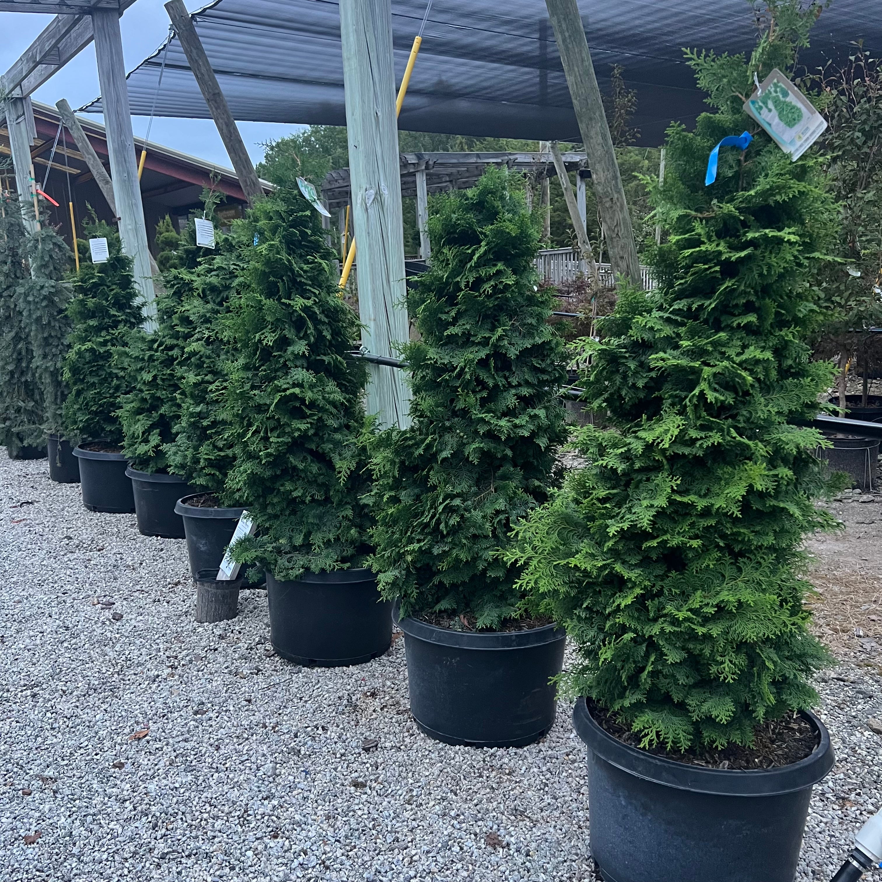 Kosteri Hinoki Cypress