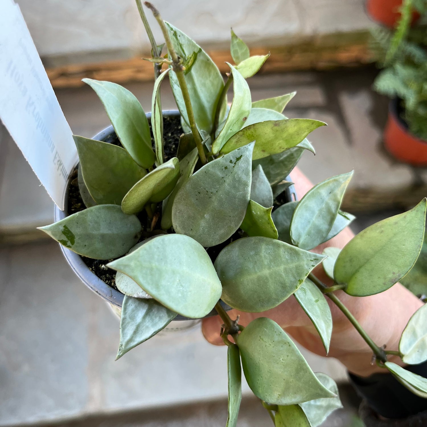 Hoya Krohniana Eskimo