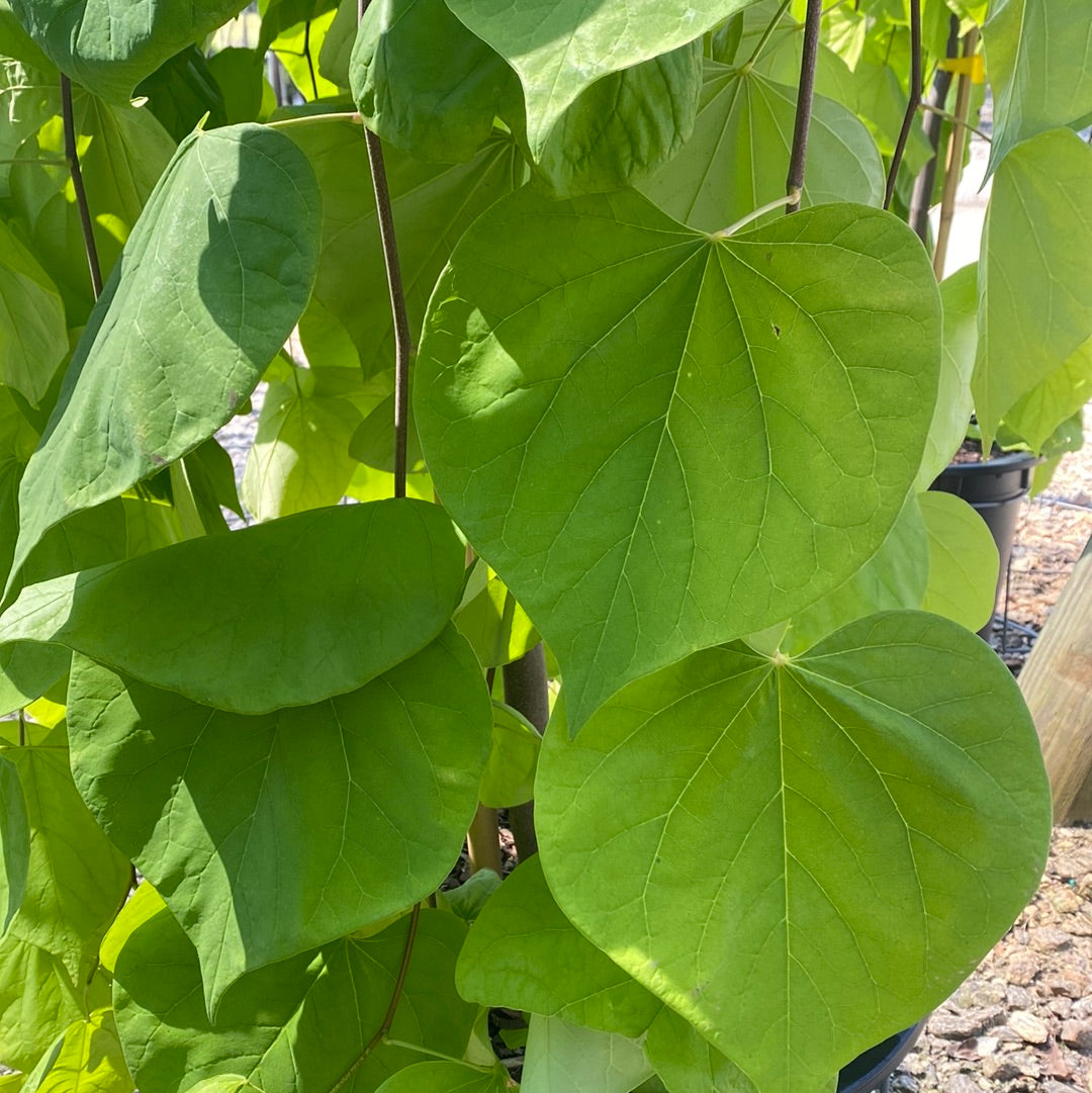 Golden Falls Weeping Redbud 15 Gal