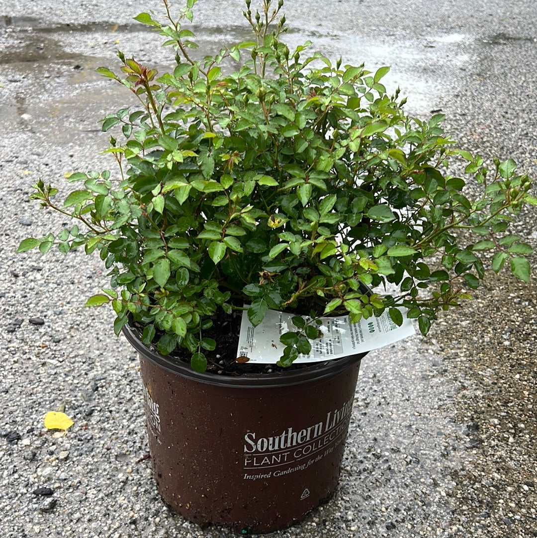 Ivory Blush Rose 3 Gal