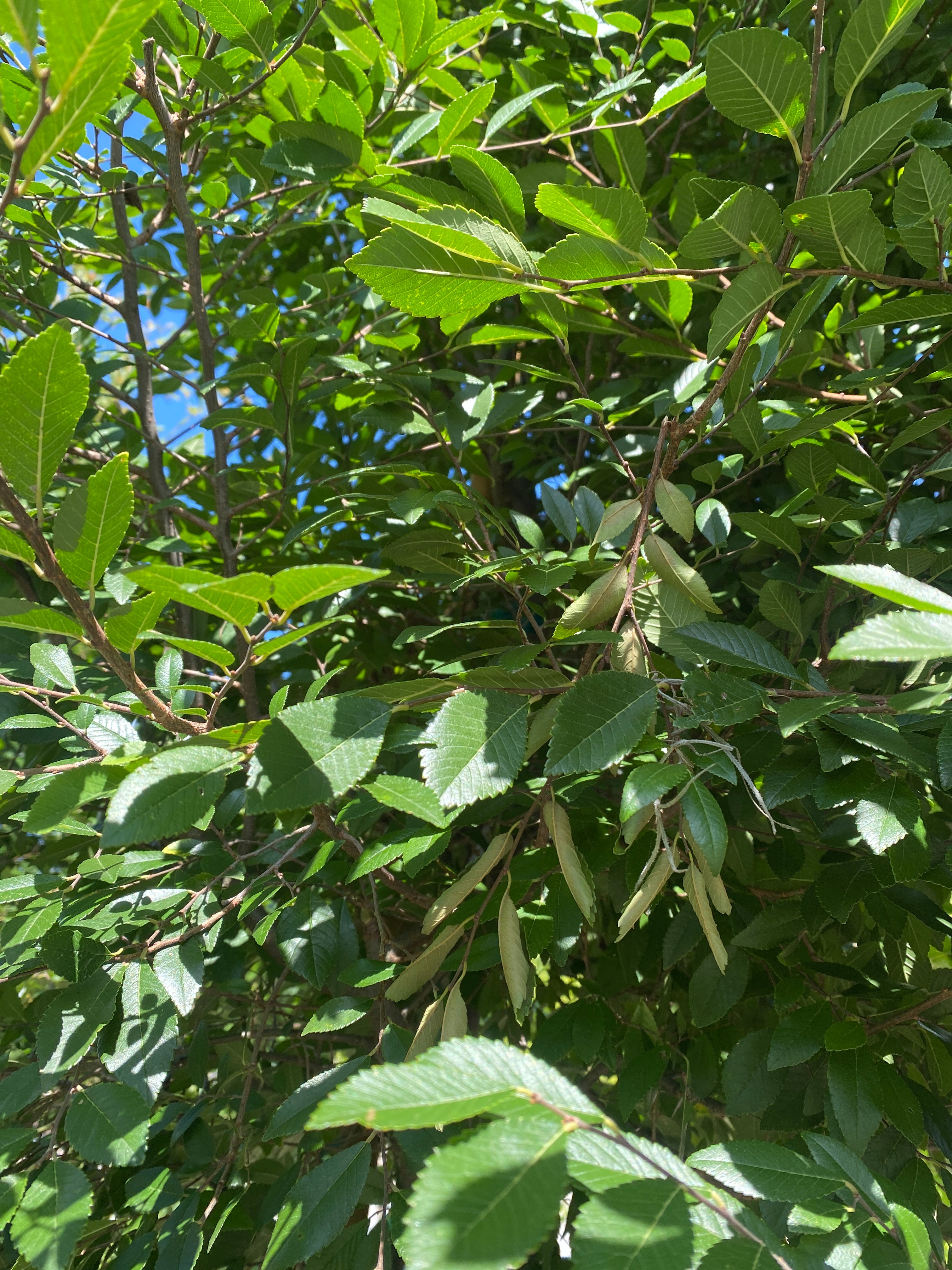 Bosque Elm