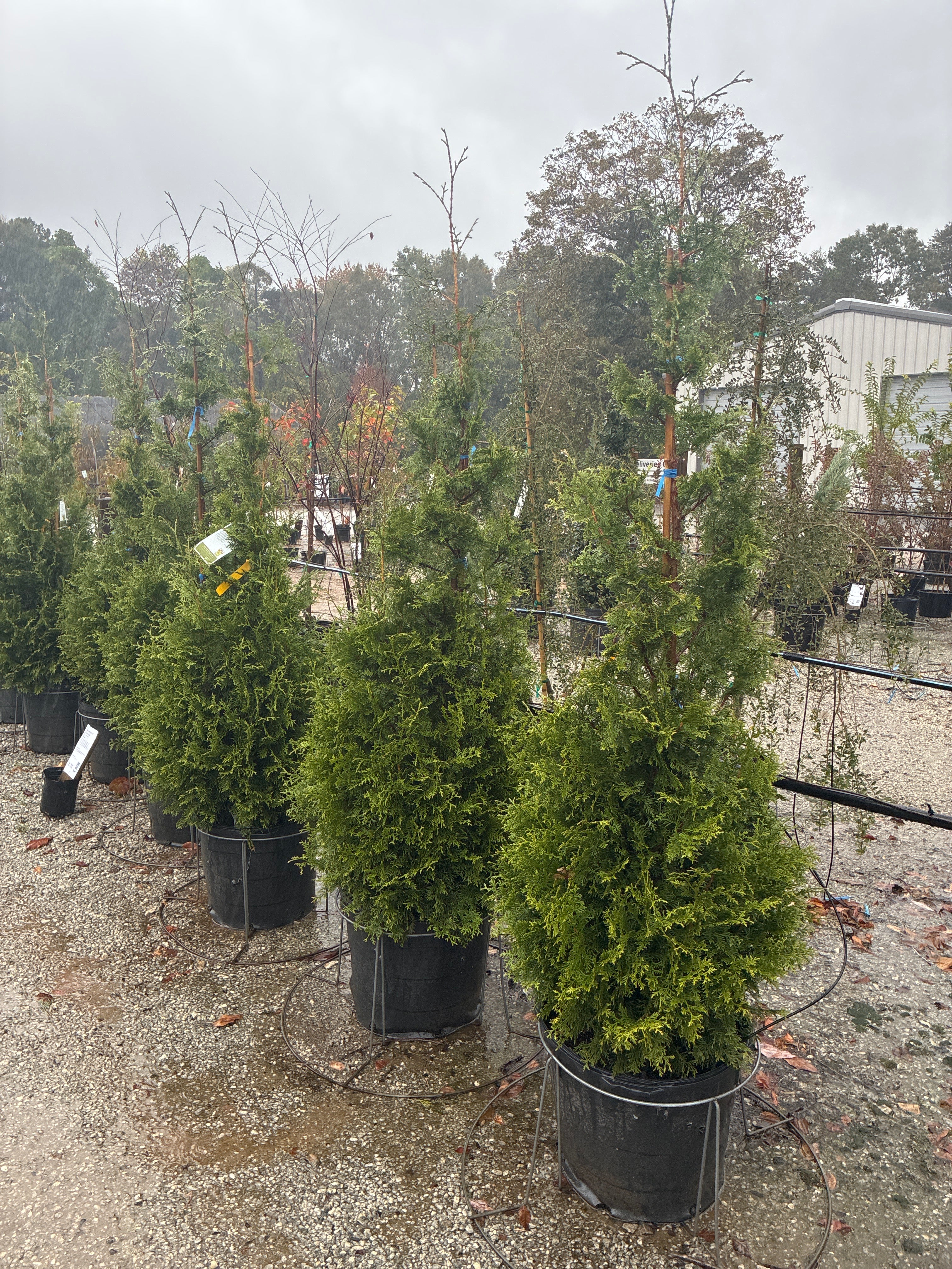 Sugar & Spice Arborvitae