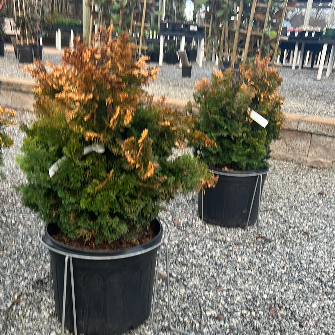 Verdoni Hinoki Cypress 7 Gal