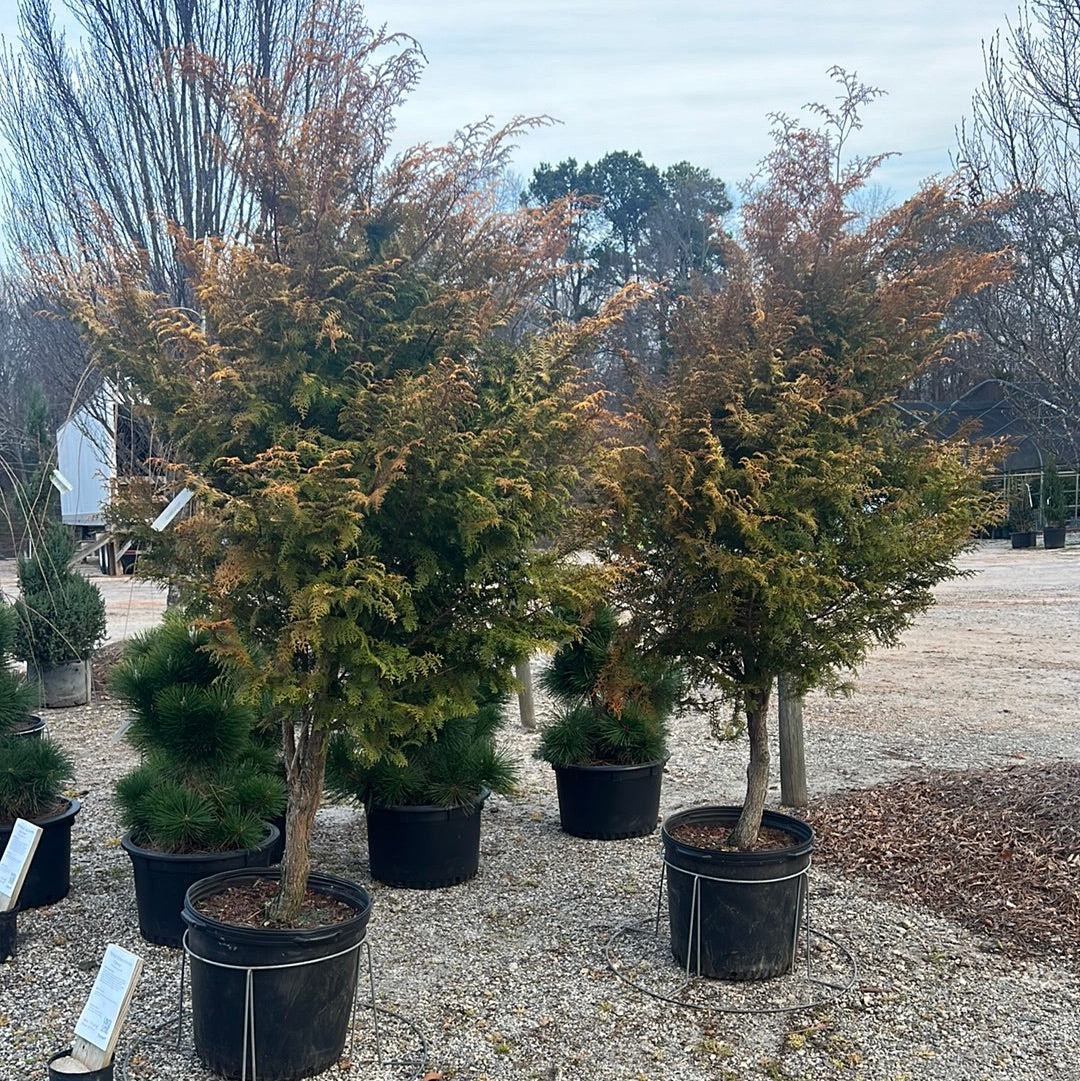 Spirited Hinoki Cypress