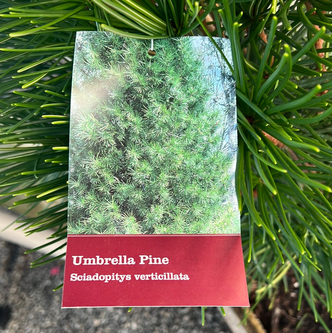 Japanese Umbrella Pine 12" Box