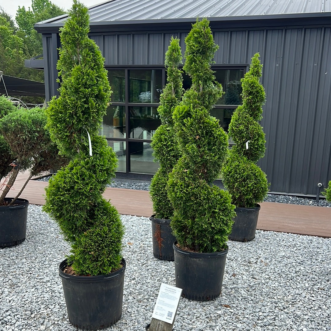 planting emerald green arborvitae next to house Emerald Green Arborvitae Topiary – Lichtenfelt's