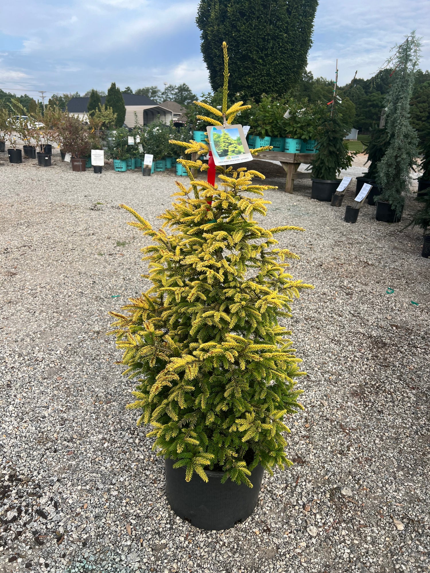 Skylands Oriental Spruce