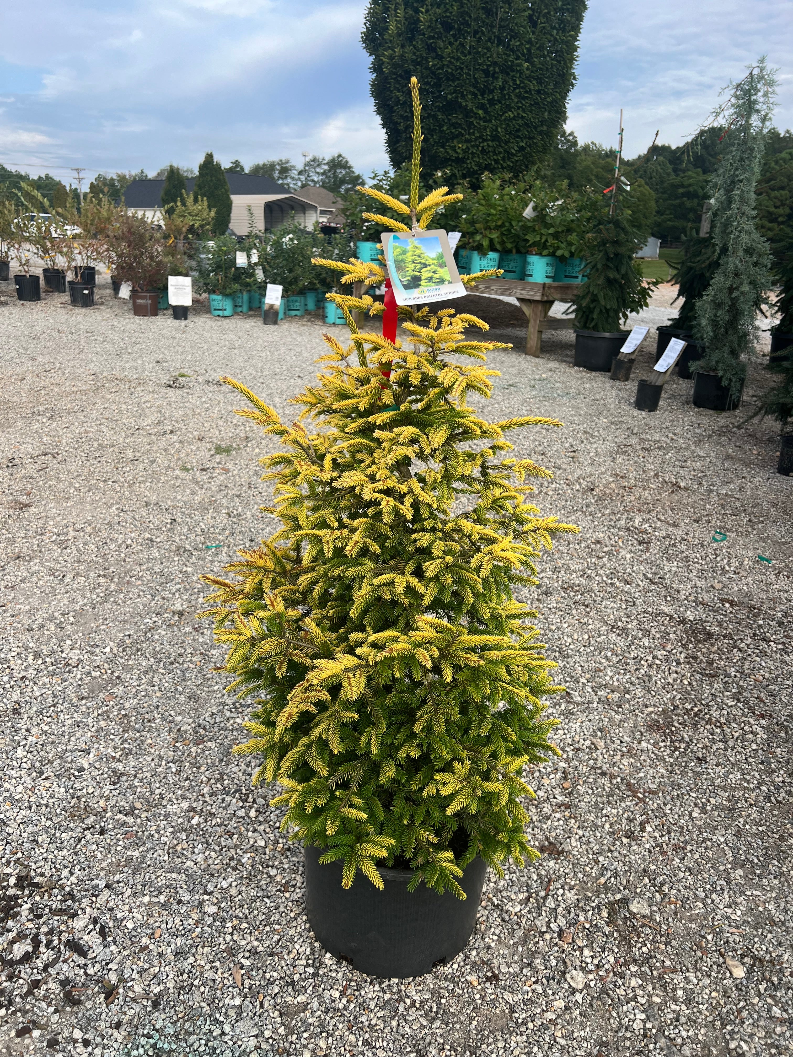 Skylands Oriental Spruce