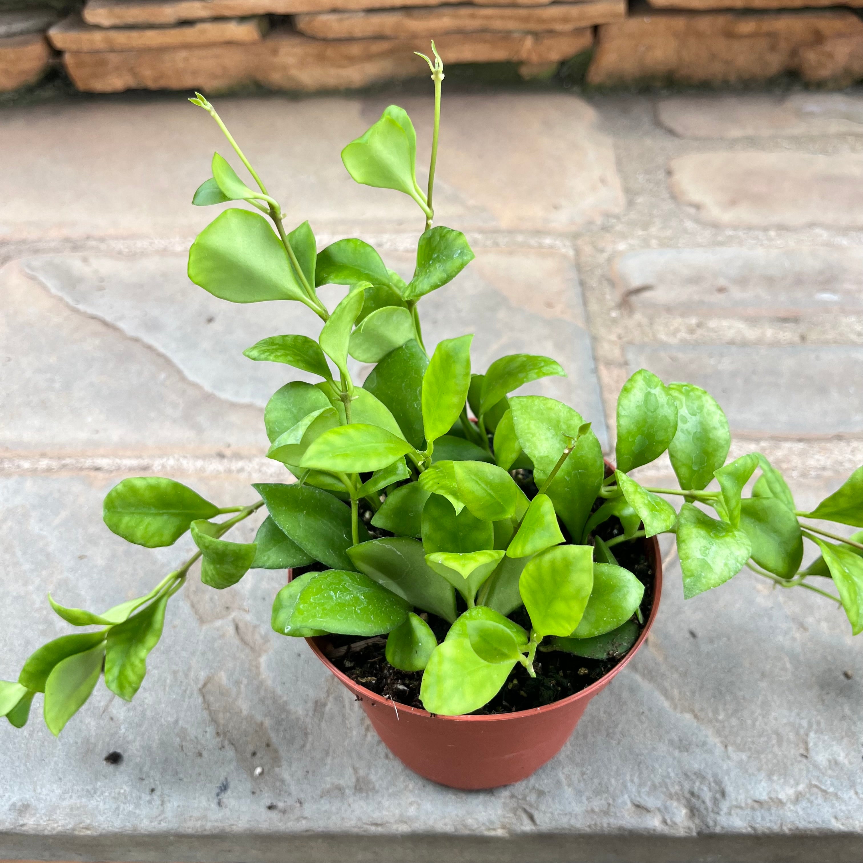 potted hoya plant Hoya Heuschkeliana Green – Lichtenfelt's