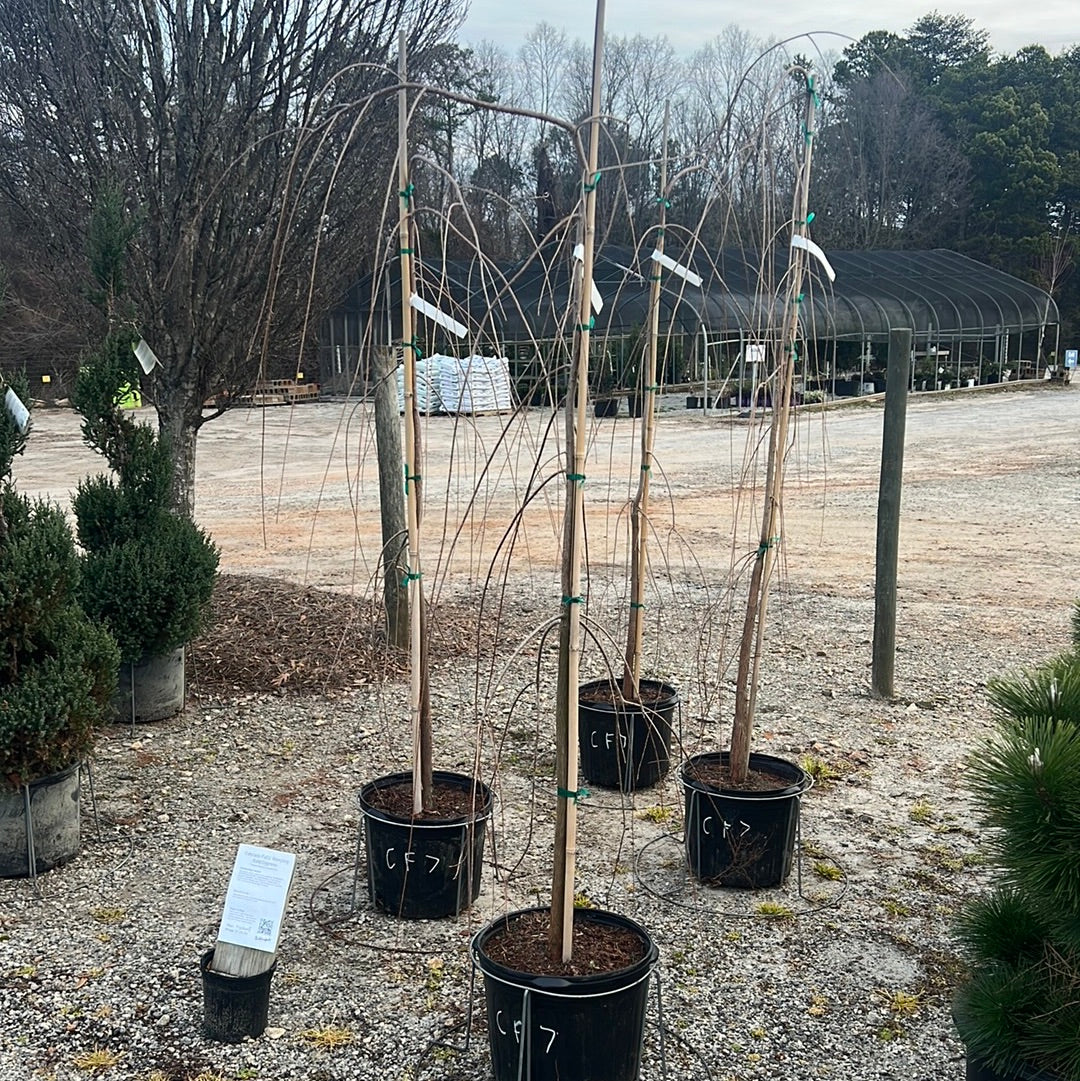 Cascade Falls Bald Cypress 7 Gal