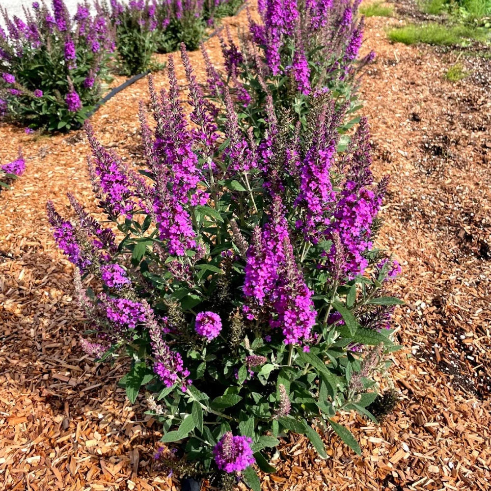 Birthday Cake Butterfly Bush 3 Gal