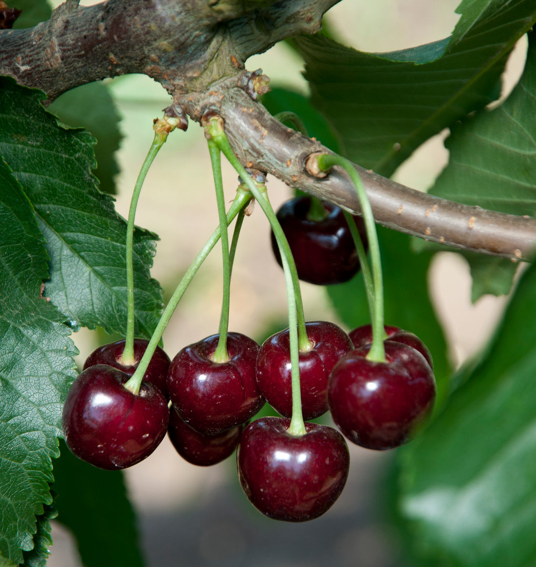 Black Tartarian Cherry