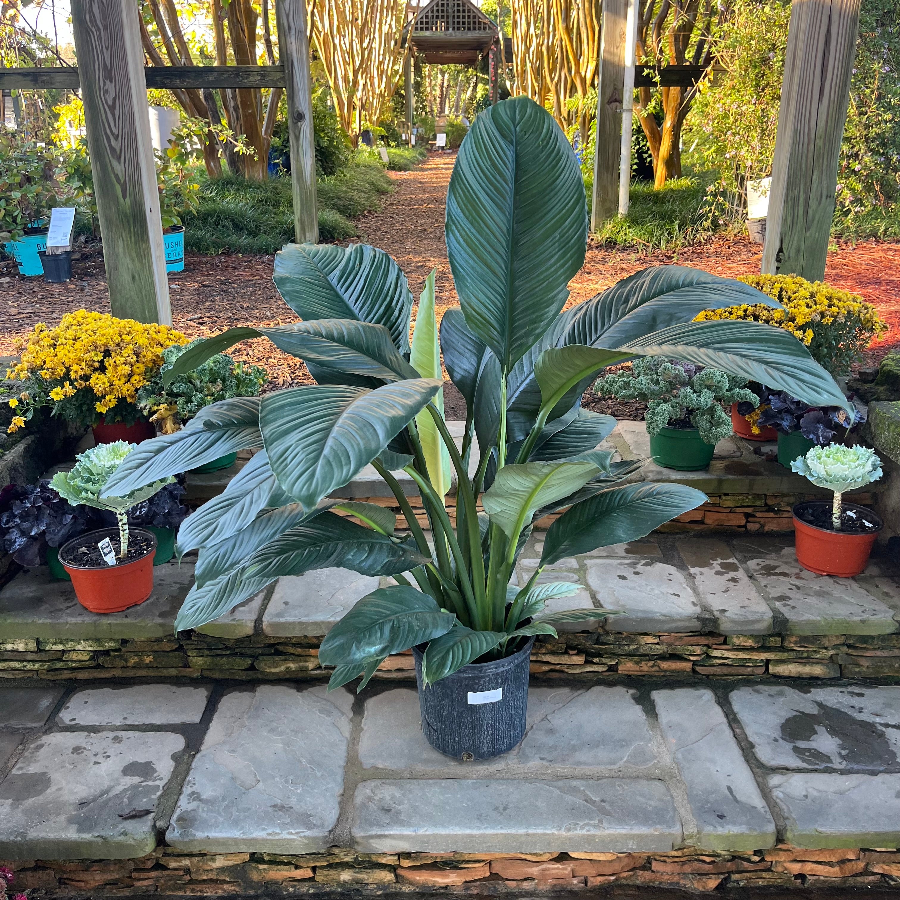 peace lily sensation plant Sensation Peace Lily – Lichtenfelt's